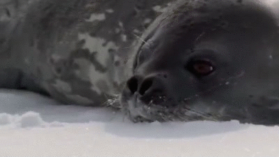seal_death.gif