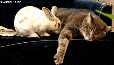 13_Bunnies_Who_Absolutely_Love_to_Nap_1.gif