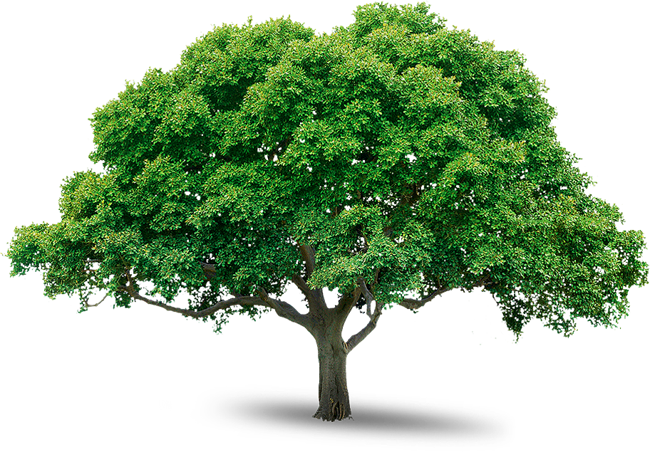 Jamaican National Tree