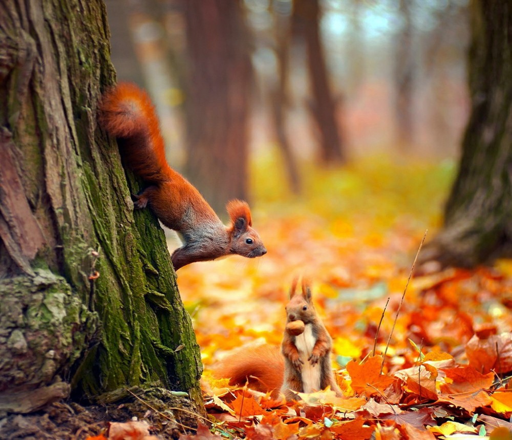 Осенний лес с животными