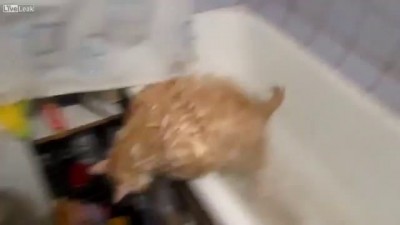 Fat Cat Trying To Escape From Bath (Толстый кот в ванной)