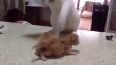 Папа учит котят драться
