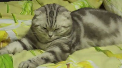 Смертельно сонная кошка