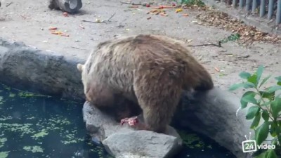 медведь спасает ворону