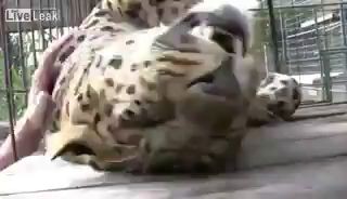 Няшный леопард