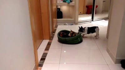 French Bulldog Puppy Gets His Bed Back (Pixel's Revenge)