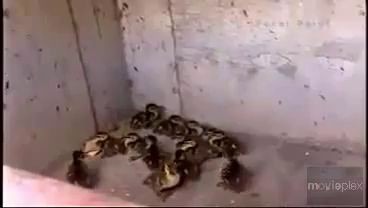 Mama Duck Cries For Help, Cops Rescue Her Babies