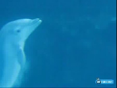 Дельфины и пузыри