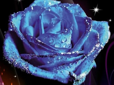 Синяя роза...