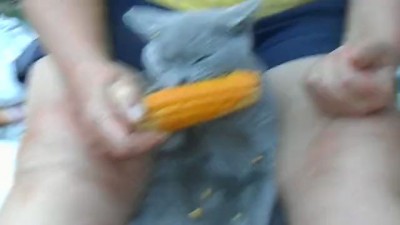 Голубой кот ест кукурузу