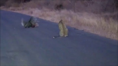 Leopard battles with Porcupine at Kruger National Park
