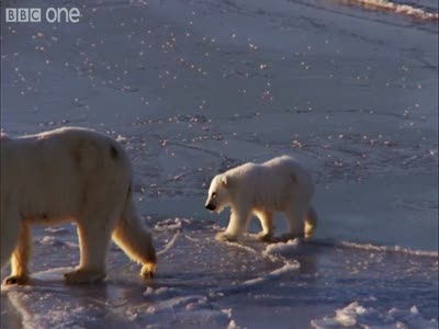 Медвежонок на льду