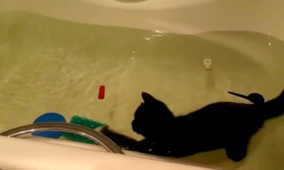 Кот валера обожает воду