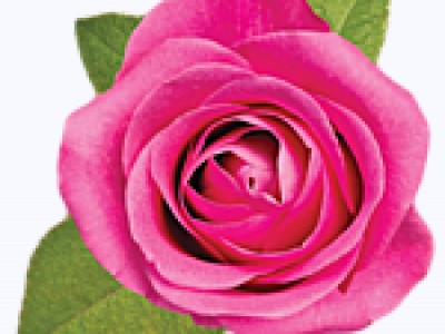Розовый розопад