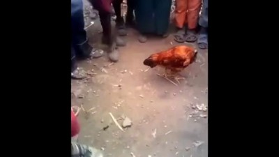 Курица без головы .
