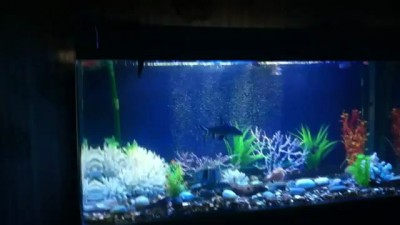 Новый аквариум с утра