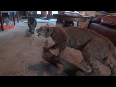 Коты против чучела Рыси