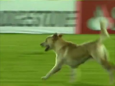 Любопытный пес на футбольном поле