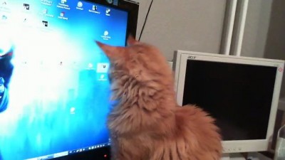 Кот играет с курсором
