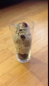 Кошко в вазе, cat in a vase