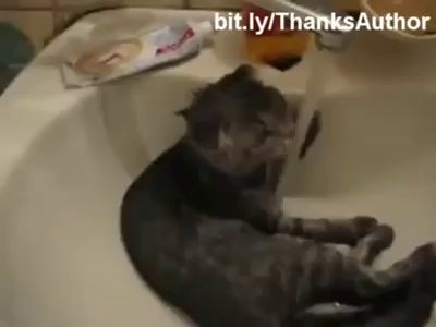 Водные кото-процедуры 