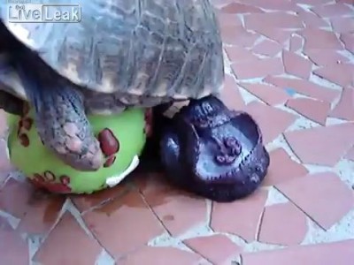 Мяч и черепаха