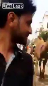 Camel Slaughter Gone Bad at Muslim Festival of Eid ul Adha