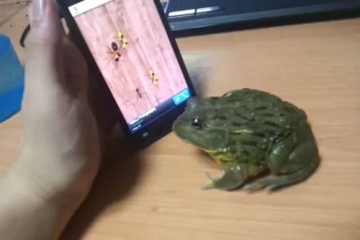 Pacman Frog catch some touch screen bugs.