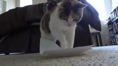 Кот и бумажный лист