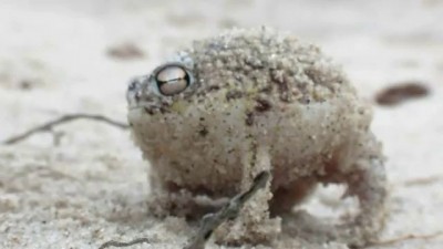 Namaqua rain frog - Breviceps namaquensis