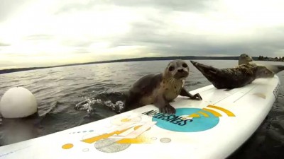 Seal Pup Slip n' Slide (surfboard remote camera)
