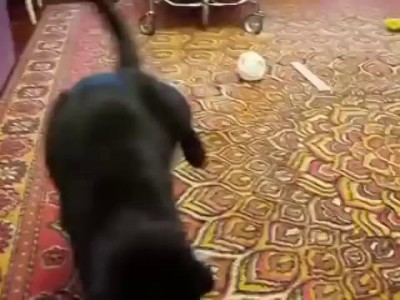 Горностай играет с кошкой