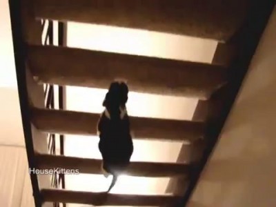 котёнок поднимается по лестнице