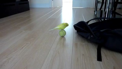 Попугай балансирует на теннисном мяче
