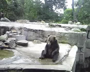 медведы
