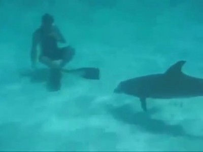 дельфин долбит в задницу