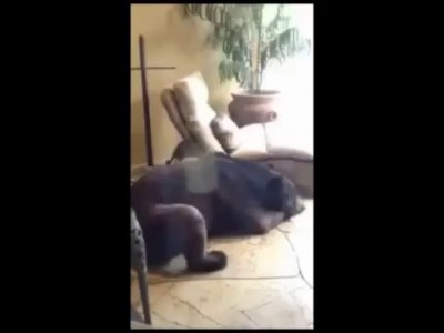 медведи покушали и прилегли отдохнуть .