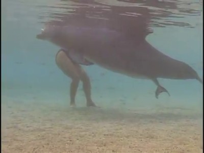 Рождение дельфинёнка