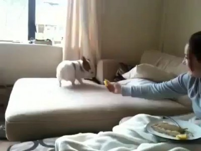 Пёс ест лимон