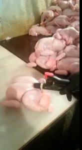 Как накачивают курицу