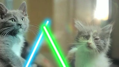 Jedi Kittens
