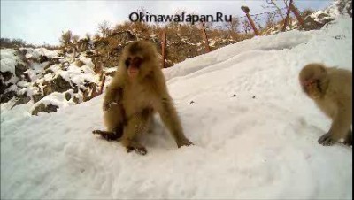 Дзигокудани - обезьяний онсэн в Японии