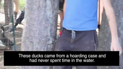 Neglected Ducks Get Their First Swim