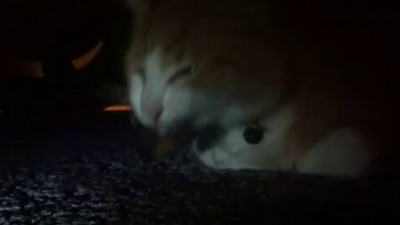 Cat Eats Weta