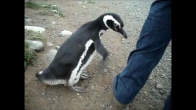 Пингвин, сцука, опасный