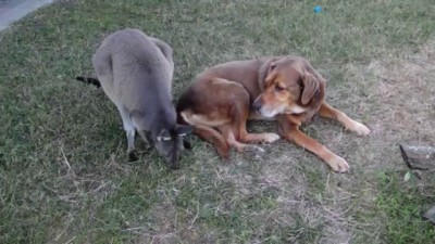 Собака и кенгуру