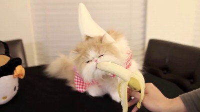 банановый котик)