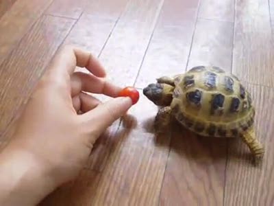 Turtle Wants Tomato
