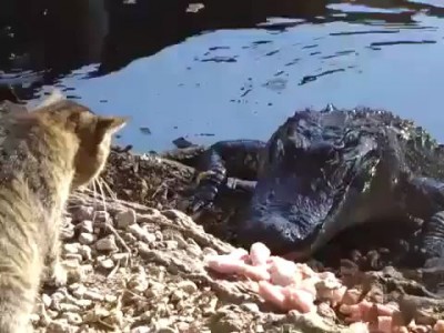 Котэ против крокодила