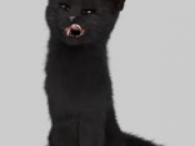 standing black cat